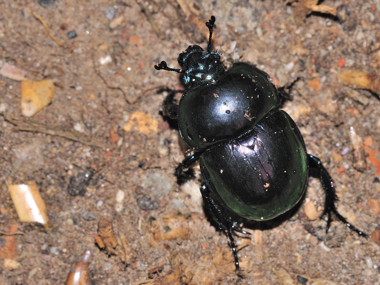 Jekelius intermedius?  No, Trypocopris pyrenaeus